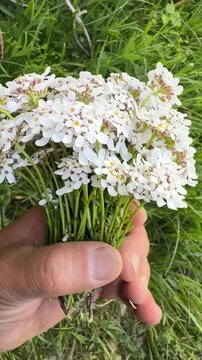 Holding a Beautiful Bouquet of Fresh White Iberis (Candytuft) Flowers in Hands