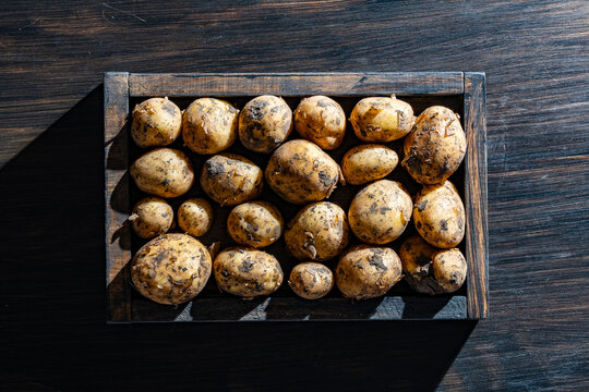 Fresh harvested raw potatoes with soil in a wooden box top view, closeup. Top view background of organic raw yellow potatoes with ground dirt inside a dark wooden tray with long shadows
