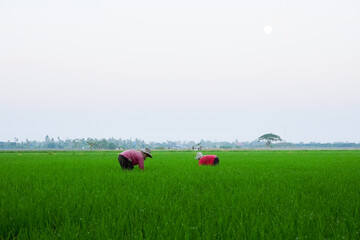 Farmers are planting rice in the farm.Farmers bend to grow rice.Agriculture in asia.Cultivation using people.  © Dub Dub Studio