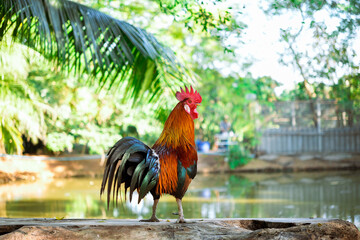 A chicken hen stands on a wood fence rail in the morning light. It is a common domestic bird in rural areas of Thailand.  © Dub Dub Studio