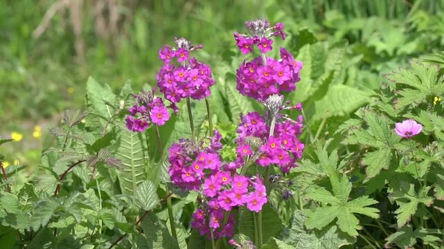 Primula beesiana a spring summer flowering plant with a red purple summertime flower commonly known as Bee's primrose or Candelabra primula, gardening stock video footage clip