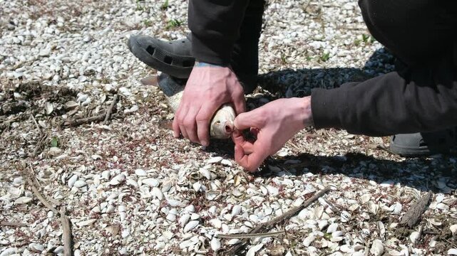 A fisherman removes a caught fish from a hook, close-up view