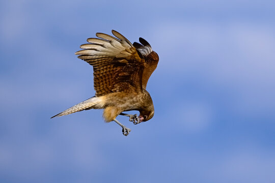 Caracara chimango in flight , La Pampa province, Patagonia , Argentina