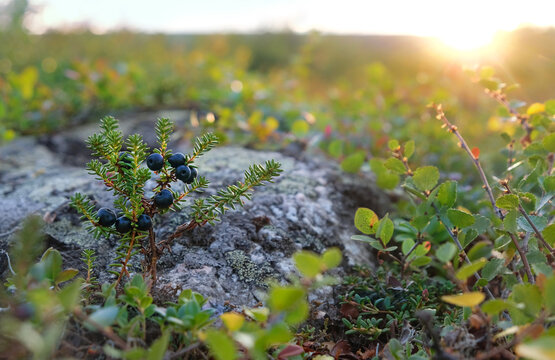 Landscape with ripe northern berries of black crowberry (bearberry, empetrum nigrum) growing in tundra. crowberry bush and dwarf birch shrub close up, sunny nature background. Picking harvest time