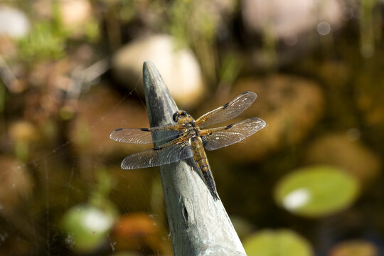 Vierfleck ((Libellula quadrimaculata)