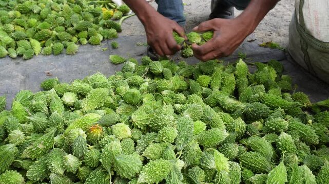 Fresh bitter gourd harvest from thriving farm