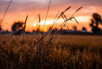 Fototapeta premium Golden Hour Sunset Over Rural Field with Silhouetted Grass.