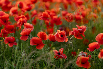 Obraz premium A beautiful summer day over a poppy field