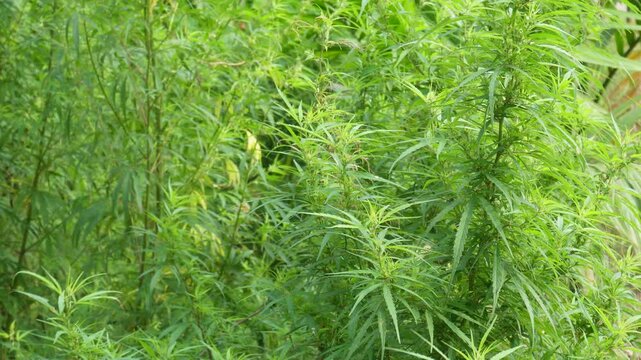 Industrial hemp plant growing naturally