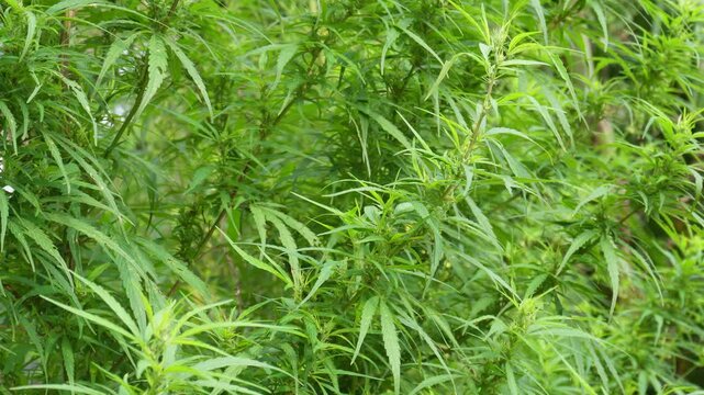 Dense cannabis plants growing in lush green field