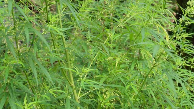 Cannabis plant with delicate flowers in natural growth