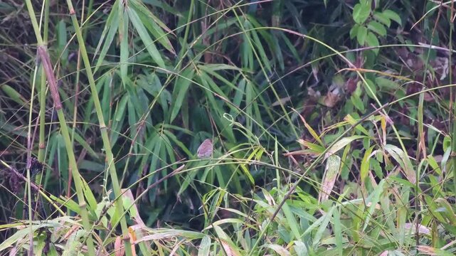Scaly-breasted Munia Carrying and Repeatedly Manipulating Weed Strand on Rain-Damp Bamboo Perch
