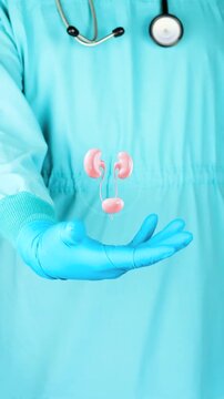 Female urinary health. The doctor presents the 3D anatomy of the female urinary system, early detection of incontinence and prolapse, kidney and bladder function, and digital urological diagnosis.