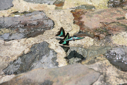 Common Bluebottle Butterfly Graphium Sarpedon on Wet Stone