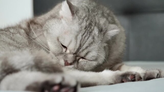 Gray cat sits on bed and watches surroundings with focused eyes in a cozy apartment setting.  cat rests on  soft bed.  Natural light shines through a window. The cat seems alert and curious.