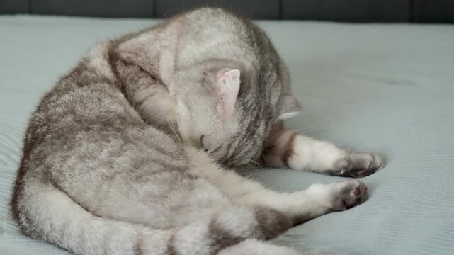 Gray cat sits on bed and watches surroundings with focused eyes in a cozy apartment setting.  cat rests on  soft bed.  Natural light shines through a window. The cat seems alert and curious.