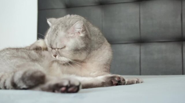 Gray cat sits on bed and watches surroundings with focused eyes in a cozy apartment setting.  cat rests on  soft bed.  Natural light shines through a window. The cat seems alert and curious.