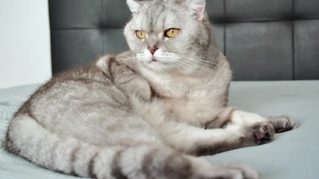 Gray cat sits on bed and watches surroundings with focused eyes in a cozy apartment setting.  cat rests on  soft bed.  Natural light shines through a window. The cat seems alert and curious.