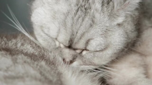 Gray cat sits on bed and watches surroundings with focused eyes in a cozy apartment setting.  cat rests on  soft bed.  Natural light shines through a window. The cat seems alert and curious.
