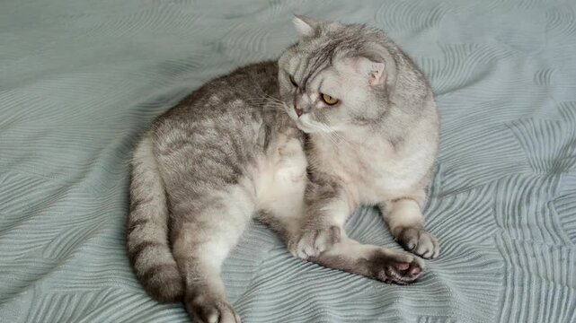 Gray cat sits on bed and watches surroundings with focused eyes in a cozy apartment setting.  cat rests on  soft bed.  Natural light shines through a window. The cat seems alert and curious.