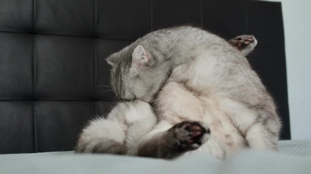 Gray cat sits on bed and watches surroundings with focused eyes in a cozy apartment setting.  cat rests on  soft bed.  Natural light shines through a window. The cat seems alert and curious.