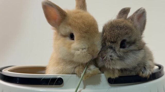 Two Baby Rabbits Eating Grass In Container