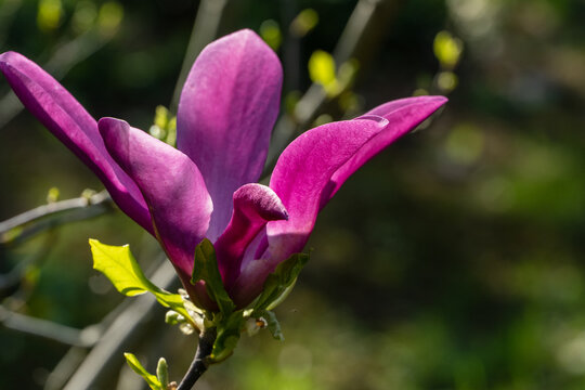 Close-up flower of Magnolia 'Susan',  hybrid between M. liliiflora and M. stellata. Flower has deep purple-red outer tepals and paler inner ones against blurry background of other magnolia buds.