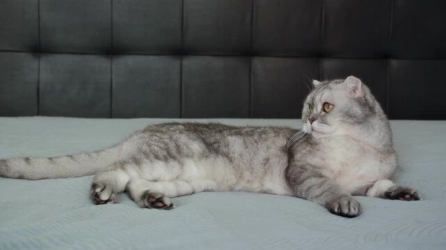 Cat resting on a soft blanket in a home setting during a quiet afternoon. It appears relaxed and calm while looking around the room. The lighting is soft and warm as afternoon light fills the space.