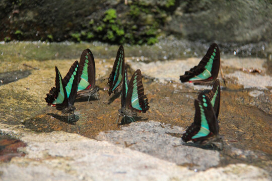 Common Bluebottle Butterfly Graphium Sarpedon on Wet Stone
