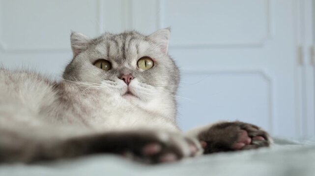 Cat resting on a soft blanket in a home setting during a quiet afternoon. It appears relaxed and calm while looking around the room. The lighting is soft and warm as afternoon light fills the space.