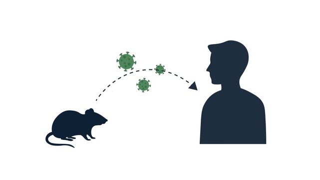 Disease Transmission From Rodent To Human Concept Animation. Virus Transmits To People  By Rats Animated  Flat Design.  Pathogen and Infection Risk, Viral Exposure, and Public Health Awareness