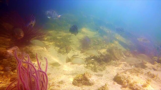 Mangrove Snapper and Sheepshead Schooling in Tarpon Springs Florida