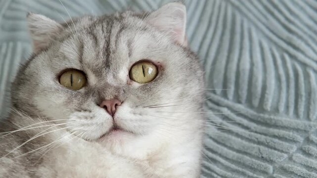 Cat resting on a soft blanket in a home setting during a quiet afternoon. It appears relaxed and calm while looking around the room. The lighting is soft and warm as afternoon light fills the space.