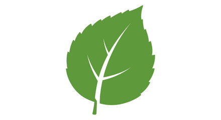 Fototapeta premium Green leaf with white veins.