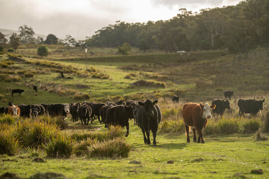 beautiful cattle in Australia  eating grass, grazing on pasture. Herd of cows free range beef being regenerative raised on an agricultural farm. Sustainable farming of food crops.