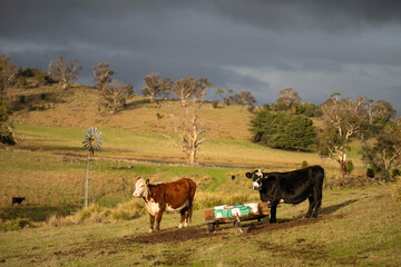 Naklejka premium cattle eating free choice mineral from a mineral cart in a farm, cattle lick blocks and livestock nutrition lick block on a farm in summer in australia