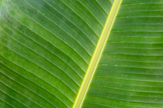 Close-up, top-down photograph of a vibrant green banana leaf, focusing on its intricate pattern of prominent, parallel veins and a distinct yellow-green midrib on a textured surface.