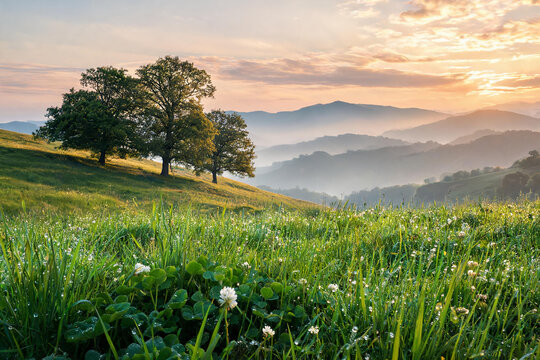 Morning landscape with dew-covered grass, wildflowers, and trees on rolling hills under a sunrise sky