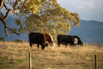 Obraz premium beautiful country landscape cattle in Australia at dusk eating grass, grazing on pasture. Herd of cows in a field free range beef being regenerative raised on an agricultural farm. Sustainable farming