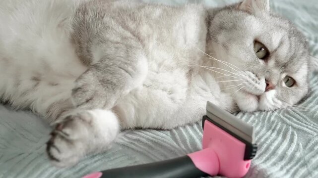 Cat relaxes while being groomed with  pet tool at home in morning.  cat lies on  soft surface as a grooming tool is placed nearby. animal seems calm and curious about tool.  afternoon light