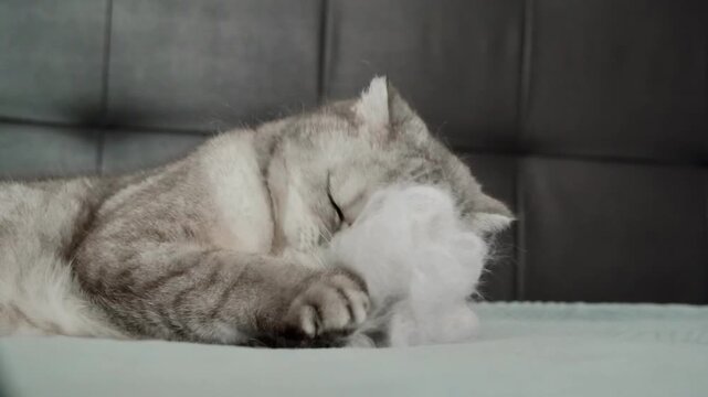 Cat explores soft white object and shows curiosity in a cozy indoor setting during afternoon.The cat sniffs and inspects soft material with interest and curiosity in calm afternoon environment.