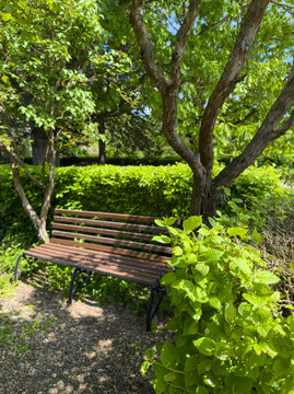 Wooden bench under trees in sunny green garden