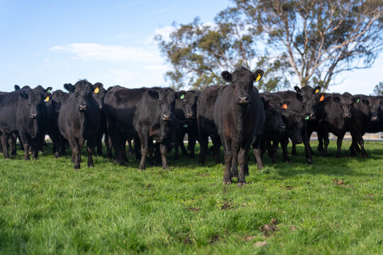 Portrait of Cows in a field grazing. Regenerative agriculture farm storing co2 in the soil with carbon sequestration
