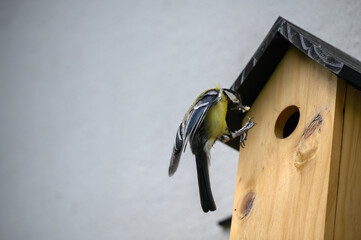 Kohlmeise am Vogelhaus mit Nahrung im Flug © WR