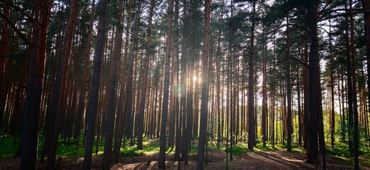 Dense coniferous forest with tall pine trees and sunlight filtering through branches, creating a serene atmosphere in a natural woodland setting © Андрей Знаменский