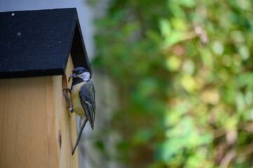 Kohlmeise am Vogelhaus mit Nahrung © WR
