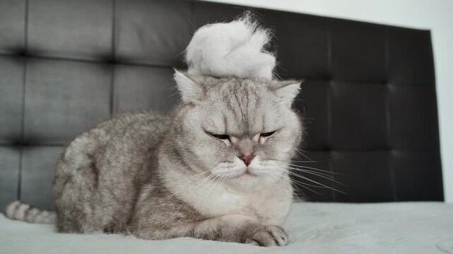 Cat with funny hat sitting on  bed and looking unimpressed in  room with gray walls .  cat sits  with  funny white hat on head. cat looks unimpressed and stares at camera. room has  modern design