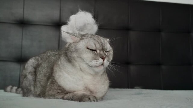 Cat with funny hat sitting on  bed and looking unimpressed in  room with gray walls .  cat sits  with  funny white hat on head. cat looks unimpressed and stares at camera. room has  modern design