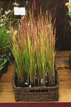 Imperata cylindrica red baron ornamental grass colorful foliage garden display plant