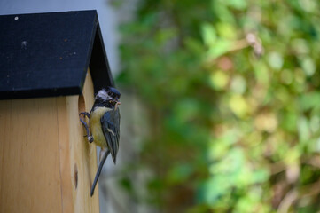 Kohlmeise am Vogelhaus mit Nahrung © WR